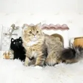 スコティッシュフォールド(立ち耳)