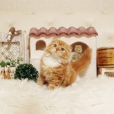 スコティッシュフォールド(折れ耳)