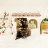 スコティッシュフォールド(折れ耳)