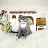 スコティッシュフォールド(折れ耳)