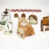 スコティッシュフォールド(立ち耳)