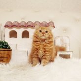 スコティッシュフォールド(立ち耳)