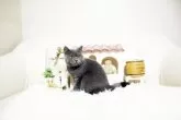 ブリティッシュショートヘア【佐賀県・男の子・2024年9月1日・ブルー】の写真2