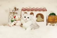 スコティッシュフォールド(立ち耳)【佐賀県・女の子・2025年9月15日・シルバータビー】の写真2