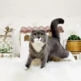 スコティッシュフォールド(折れ耳)【佐賀県・女の子・2025年3月16日・ブルー&ホワイト】の写真2