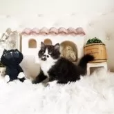 スコティッシュフォールド(立ち耳)【佐賀県・男の子・2025年8月26日・ブラックホワイト】の写真3