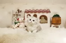 スコティッシュフォールド(立ち耳)【佐賀県・女の子・2025年9月15日・シルバータビー】の写真4