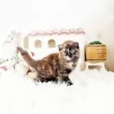 スコティッシュフォールド(折れ耳)【佐賀県・女の子・2025年8月26日・トーティー】の写真5