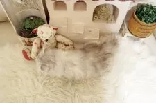 スコティッシュフォールド(立ち耳)【佐賀県・女の子・2025年9月15日・シルバータビー】の写真5