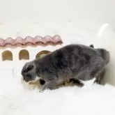 スコティッシュフォールド(折れ耳)【佐賀県・女の子・2025年3月16日・ブルー&ホワイト】の写真5