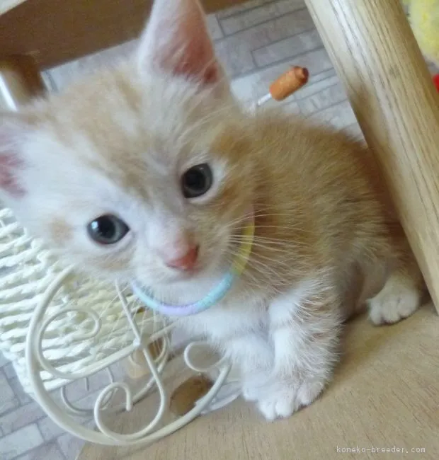 ID:1807-01262の子猫