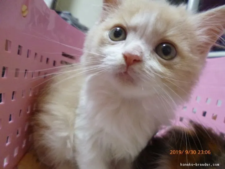 ID:1808-01505の子猫