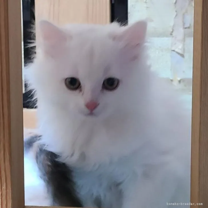 ID：2212-02221の子猫