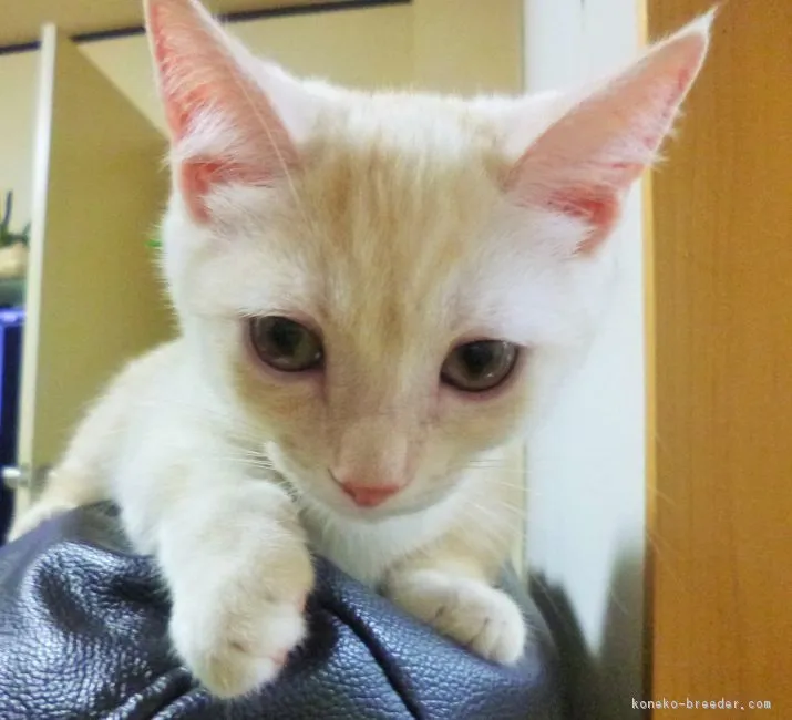 ID:1705-00031の子猫
