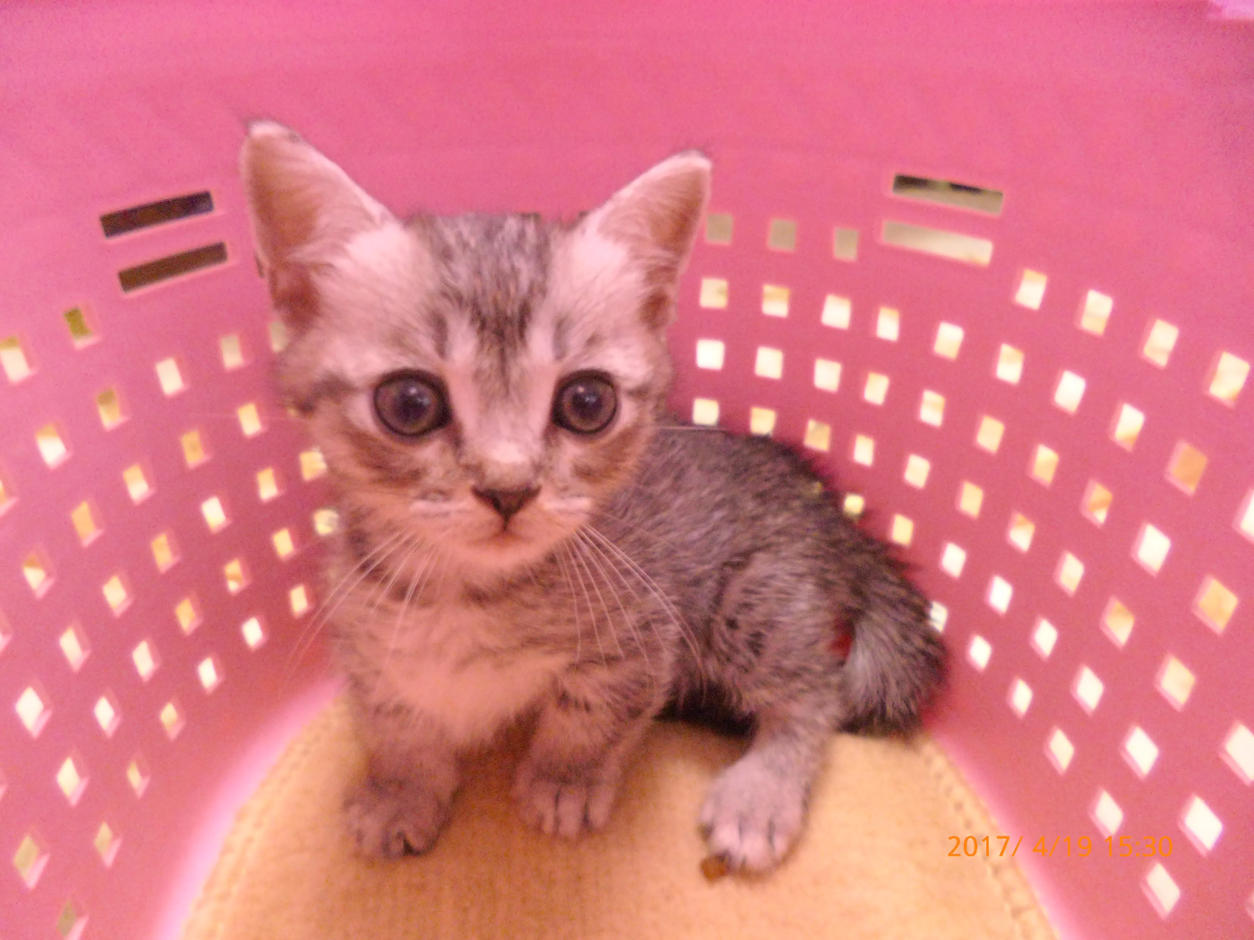 ID:1603-00431の子猫