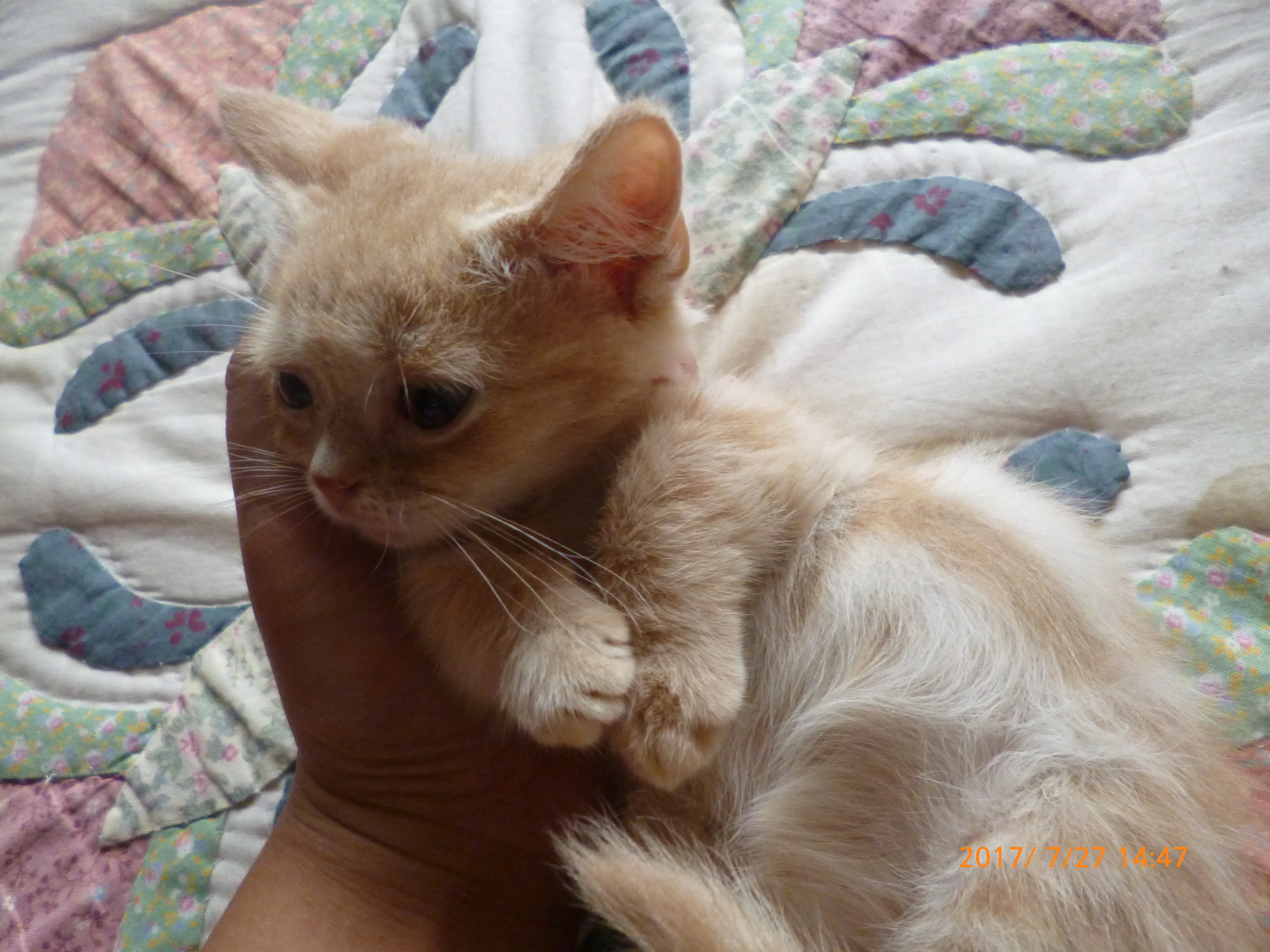 ID:1605-00180の子猫