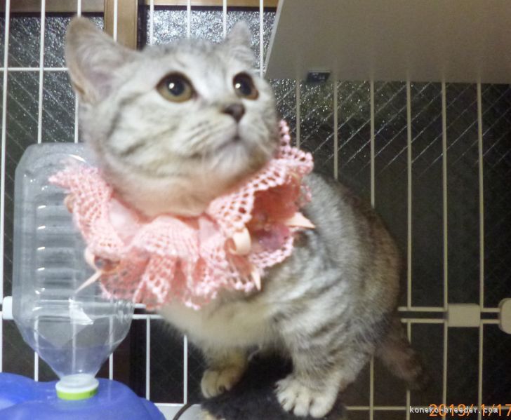 ID:1712-00784の子猫