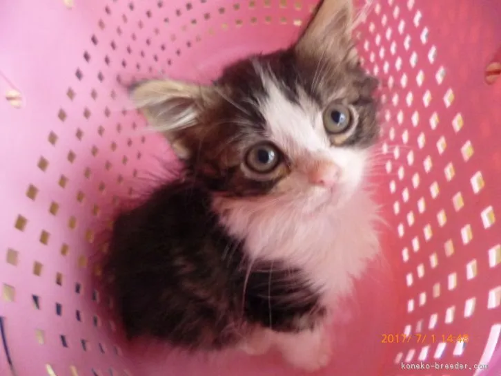 ID:1605-00178の子猫