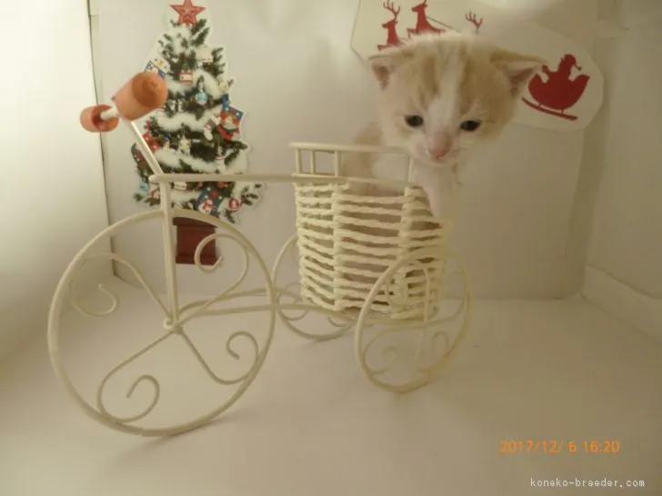 ID：1612-00042の子猫