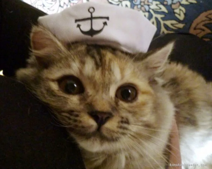 ID:1609-00398の子猫