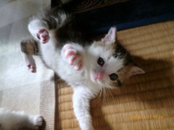 マンチカン【兵庫県・女の子・2017年1月2日・キャリコ長足ちゃん】の写真「」