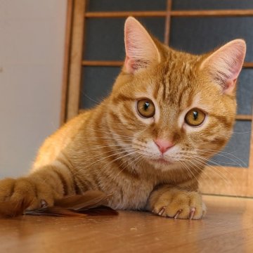 マンチカン(長足)【兵庫県・男の子・2023年4月12日・クリームタビー（短毛）】の写真「とっても人気のクリーム色です。」