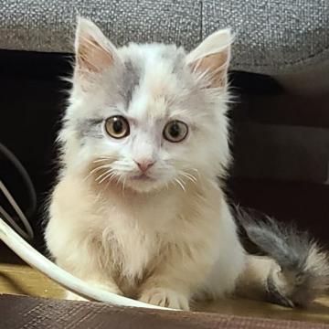 マンチカン(短足)【兵庫県・女の子・2022年5月22日・ダイキュリートキャリコ（長毛）】の写真「とっても人気のクリーム色です。」