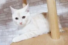 マンチカン(長足)【兵庫県・男の子・2019年9月10日・】の写真1