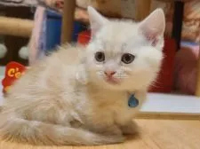 マンチカン(短足)【兵庫県・女の子・2021年12月24日・カメオマッカレルクリームタビー】の写真1