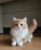 マンチカン(短足)【兵庫県・男の子・2024年12月24日・ホワイト】の写真3