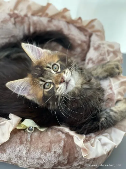 ID：2104-00176の子猫