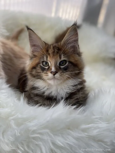 ID：2201-00659の子猫