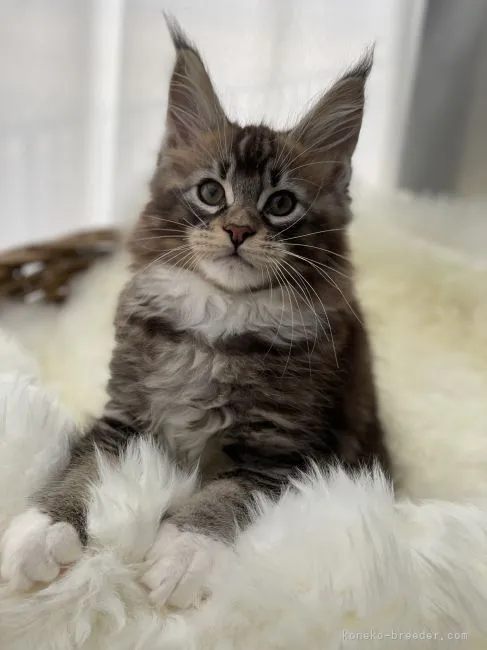 ID：2201-00639の子猫