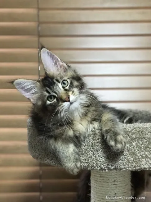 ID:1707-00688の子猫