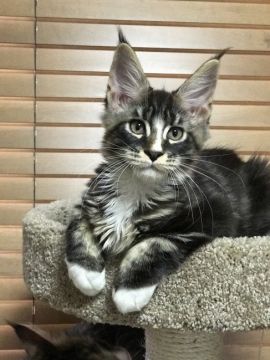 メインクーン【愛知県・男の子・2017年4月20日・ブラウンクラシックタビーアンドホワイト】の写真「鼻筋が通ったイケメンです。」