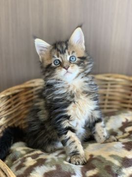 メインクーン【愛知県・男の子・2018年10月2日・ブラウンクラシックタビー】の写真「とても、魅力ある顔付きです。」