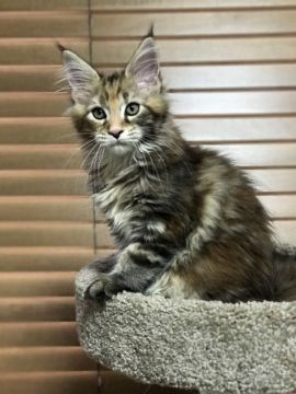 メインクーン【愛知県・女の子・2017年4月20日・ブラウンクラシックトービィ】の写真「赤の入り方が可愛らしい女の子です。」