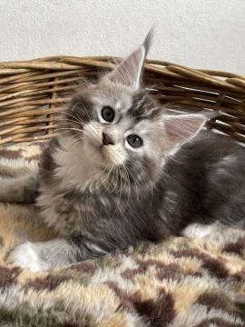 メインクーン【愛知県・男の子・2021年3月14日・シルバーティックドタビー&ホワイト】の写真「愛くるしいお顔とバランスのよい靴下が魅力的。」