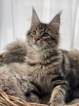 メインクーン【愛知県・男の子・2022年2月16日・ブラウンクラシックタビー】の写真「とてもキレイなお耳と真っ直ぐ見つめる瞳」