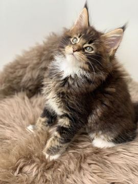 メインクーン【愛知県・男の子・2020年3月2日・ブラウンティックドタビーアンドホワイト】の写真「メリハリのあるしっかりしたお顔です。」