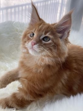 メインクーン【愛知県・男の子・2021年11月14日・レッドクラシックタビー】の写真「発色の良いレッドタビーくん。とても華やかです。」