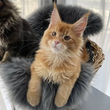 メインクーン【愛知県・男の子・2022年11月20日・レッドティックドタビー】の写真「キリッとした高貴な顔立ちと太陽のようなカラー。」