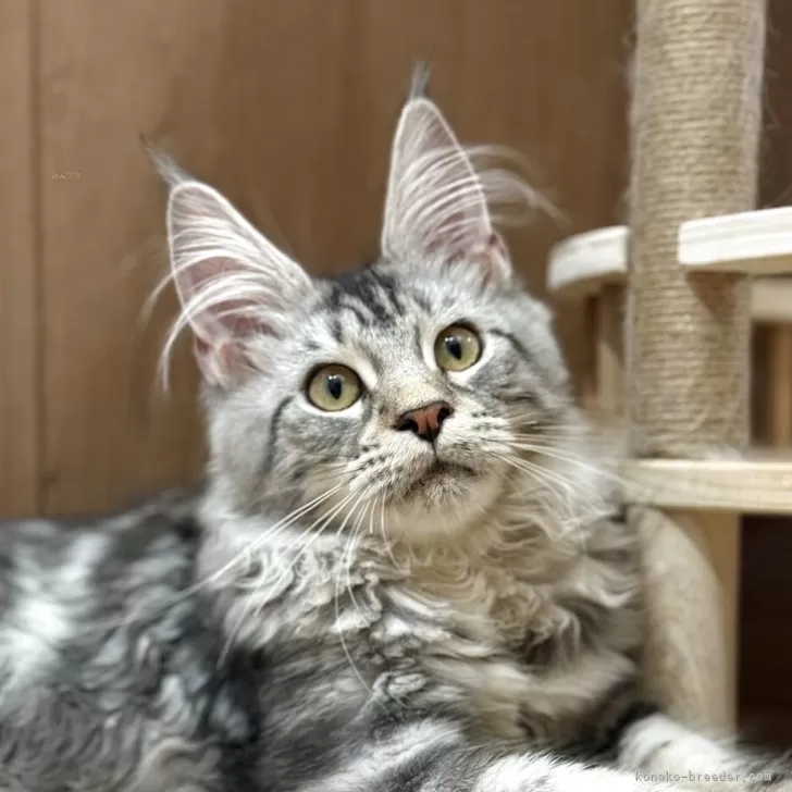 ID：2505-03792の子猫