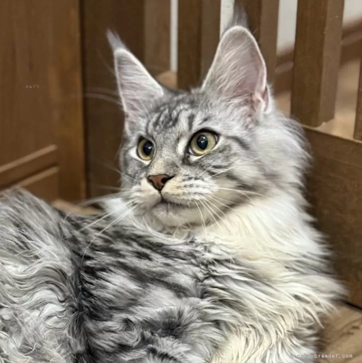 メインクーン【愛知県・女の子・2025年1月14日・シルバーマッカレルタビー&amp;ホワイト】の写真1