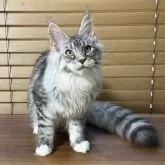 メインクーン【愛知県・女の子・2025年1月14日・シルバーマッカレルタビー&ホワイト】の写真13