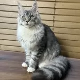 メインクーン【愛知県・女の子・2025年1月14日・シルバーマッカレルタビー&ホワイト】の写真7