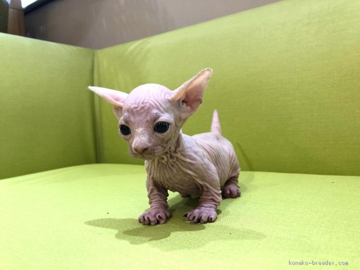 後藤嘉茂ブリーダーのブログ：初めてのバンビーノ子猫ちゃん💕