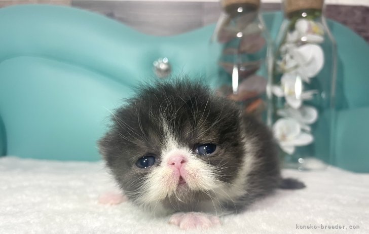 後藤嘉茂ブリーダーのブログ：めちゃかわ　エキゾちゃん💕