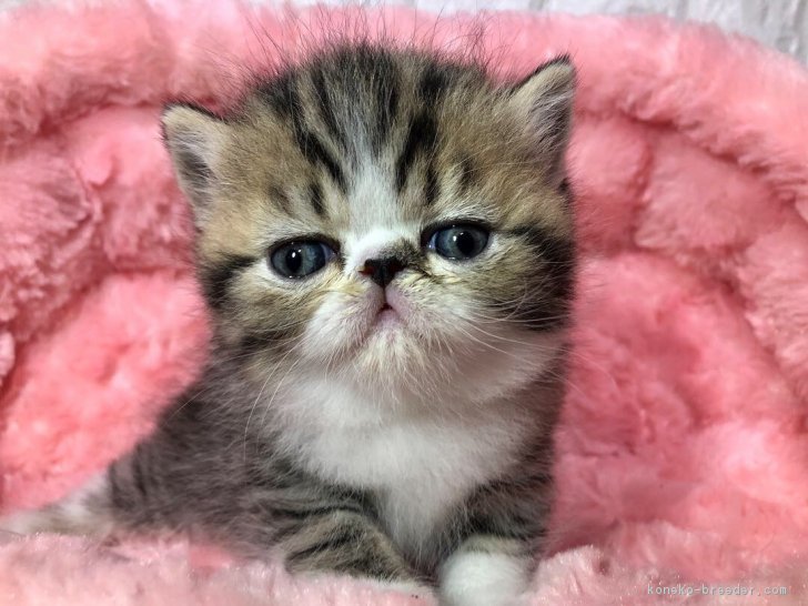 最高の子猫ちゃん 後藤嘉茂ブリーダー みんなの子猫ブリーダー 最高の子猫ちゃん 後藤嘉茂ブリーダー みんなの子猫ブリーダー