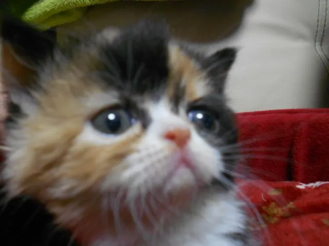 ID：1502-00098の子猫